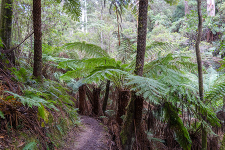 The hiking trail along the Cumberland River to Kalimna Falls on the Great Ocean Road in Australia is...