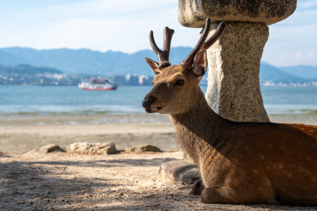 A peaceful deer lies in the shade beside a stone lantern, overlooking the sea on the tranquil beach of Miyajima, Japanの写真素材