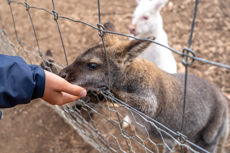 A person extends their hand to feed a wallaby through a wire fence on Kangaroo Island, Australia. The wallaby eagerly takes the food with its pawsの写真素材