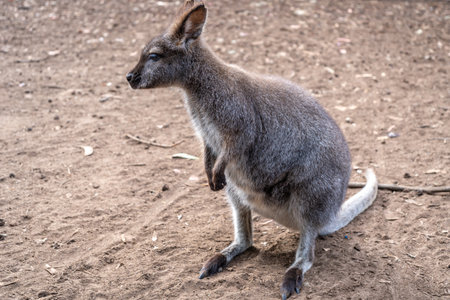 A wallaby with thick grey fur stands on dry, sandy ground. Kangaroo Island, Australiaの写真素材