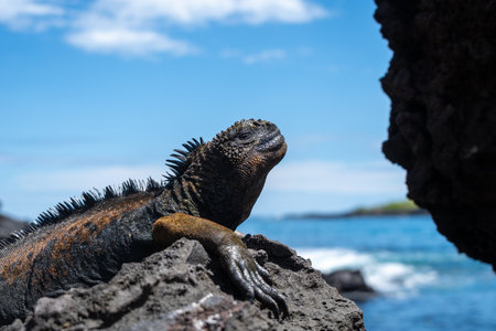 A marine iguana enjoys the sunny day by resting on the rocks at San Cristobal Island's coastline, Galapagos, Ecuadorの写真素材