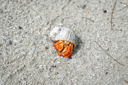 A hermit crab crawls on a white sand beach in Maupiti, French Polynesia, carrying a black seashell among scattered coral fragments and small rocksの写真素材