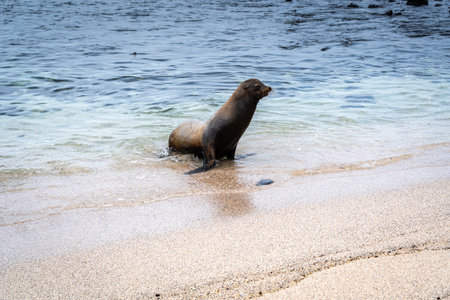 A sea lion enjoys the peaceful surroundings of Playa Loberia beach on San Cristobal Island, Galapagos, Ecuadorの写真素材