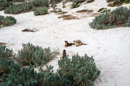 seals sits on the sandy shore of Seal Bay Conservation Park, Kangaroo Island, Australia, surrounded by coastal vegetation. This protected area is home to a thriving colony of Australian sea lions