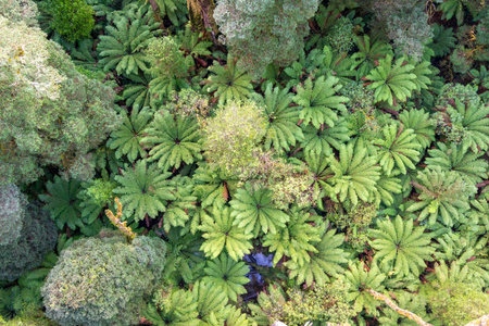 Vibrant ferns cover the forest floor in Great Otway National Park, Victoria, Australia. The aerial...