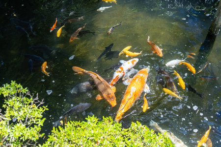 Dozens of koi carp in vibrant orange, white, black, and gold swim gracefully in the pond at...
