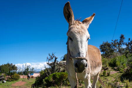 A donkey stands in Llachon, Peru, near Lake Titicaca, surrounded by greenery and a bright blue sky, with a rural landscape in the backgroundの写真素材