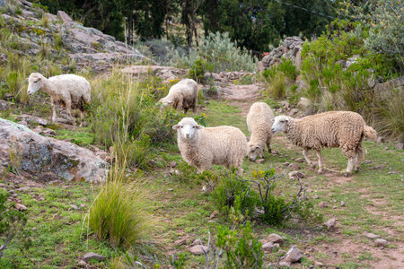 A small flock of sheep roams freely on Taquile Island, grazing on lush green vegetation among rocks and rural pathways in the Andean highlandsの写真素材