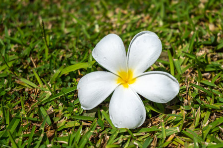 A beautiful frangipani flower blooms on the grass of Tahaa Island in French Polynesia, showcasing the island's tropical beautyの写真素材