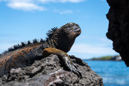 A marine iguana enjoys the sunny day by resting on the rocks at San Cristobal Island's coastline, Galapagos, Ecuadorの写真素材