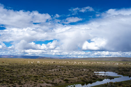 A large herd of alpacas and llamas grazes on the high-altitude plains of Peru, with a herder walking...