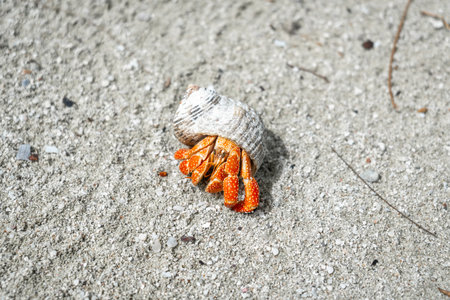 A hermit crab crawls on a white sand beach in Maupiti, French Polynesia, carrying a seashell among...