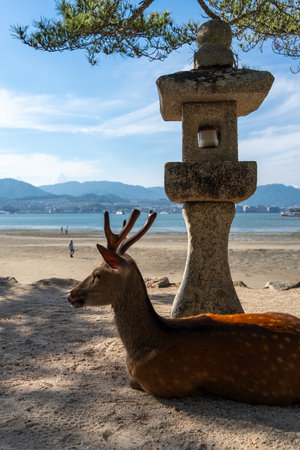 A peaceful deer lies in the shade beside a stone lantern, overlooking the sea on the tranquil beach of Miyajima, Japanの写真素材