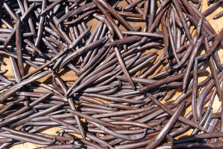 Fresh vanilla pods from Tahiti dry under the sun on Tahaa Island, showcasing the natural process of this essential tropical productの写真素材