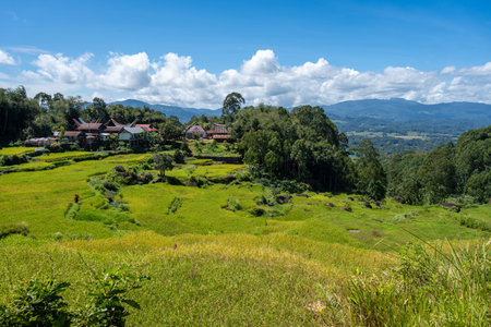 A beautiful traditional village lies among vibrant green rice fields and forested mountains in the highlands of Toraja, Sulawesi, Indonesiaの写真素材