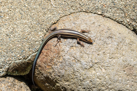 A Japanese five-lined skink lizard - Plestiodon japonicus - basks in the sunlight on a warm stone...