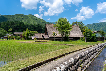 Thatched-roof houses and flooded rice paddies define the peaceful farming lifestyle of the traditional Shirakawa-go village in summerの写真素材