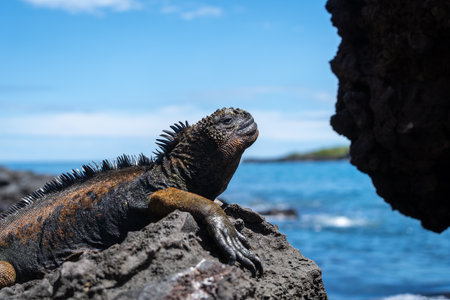 A marine iguana enjoys the sunny day by resting on the rocks at San Cristobal Island's coastline, Galapagos, Ecuadorの写真素材