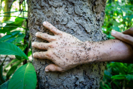 A hand covered with ants from an anthill, used to naturally protect against mosquitoes in Cuyabeno Reserve, Ecuadorの写真素材