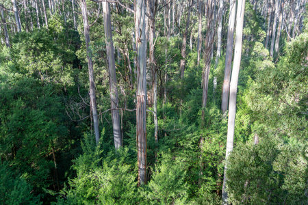 Eucalyptus forest in Great Otway National Park, Australia. The treetop walk offers a unique aerial perspectiveの写真素材