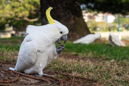 A sulphur-crested cockatoo explores the grass in a park in Manly, Sydney. The bird's yellow crest contrasts with its white feathers, with other cockatoos in the backgroundの写真素材