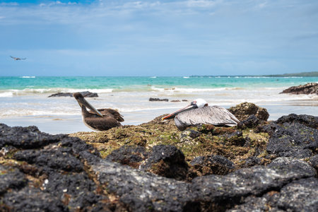 A brown pelican on volcanic rocks at Puerto Villamil Beach, Isabela Island, offering a stunning view of the beach and the ocean. Galapagos, Ecuadorの写真素材