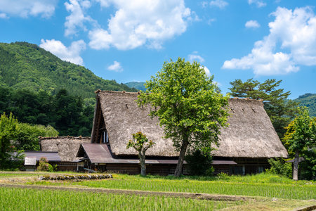 Thatched-roof houses and flooded rice paddies define the peaceful farming lifestyle of the traditional Shirakawa-go village in summerの写真素材