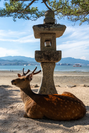 A peaceful deer lies in the shade beside a stone lantern, overlooking the sea on the tranquil beach of Miyajima, Japanの写真素材