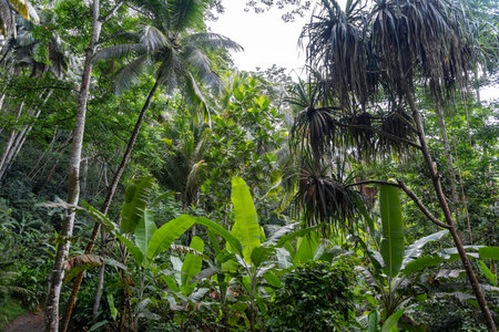 A dense tropical rainforest in Hiva Oa, Marquesas Islands, French Polynesia, filled with towering...