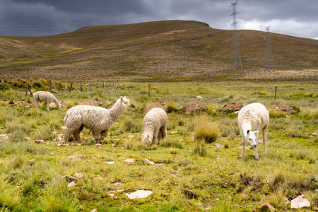 Llamas and alpacas grazing peacefully on the vast plain, surrounded by rolling hills in the Peruvian highlandsの写真素材