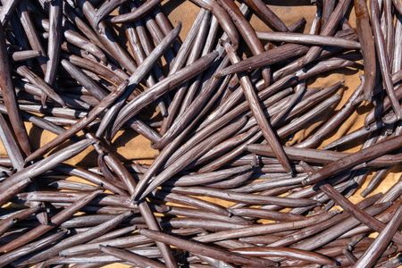 Fresh vanilla pods from Tahiti dry under the sun on Tahaa Island, showcasing the natural process of this essential tropical productの写真素材