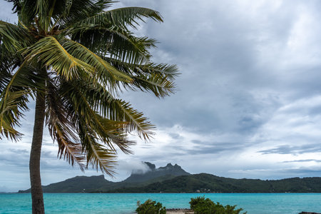 A scenic view of Bora Bora island from a beach lined with palm trees, offering a perfect tropical paradise in French Polynesiaの写真素材