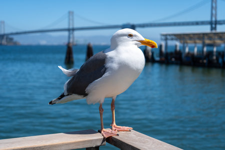 A seagull perches on a wooden railing near the waterfront in San Francisco, with the Oakland Bay Bridge spanning the blue waters in the backgroundの写真素材