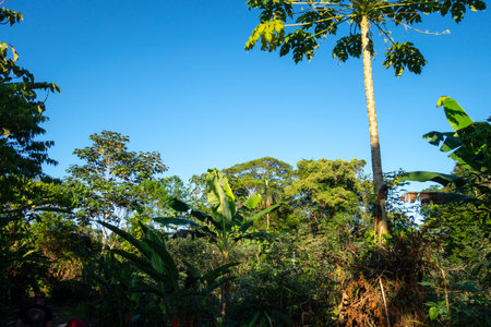 A scenic view of Rainforest in the Cuyabeno reserve, Ecuador, surrounded by lush tropical vegetation in Amazoniaの写真素材