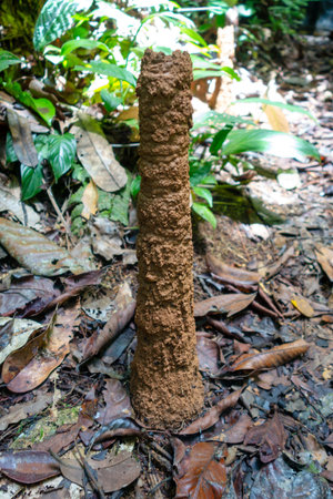A large termite mound rises from the forest floor, surrounded by lush greenery in the Cuyabeno...