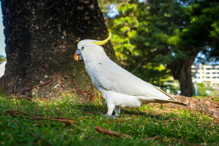 A sulphur-crested cockatoo explores the grass in a park in Manly, Sydney. The bird's yellow crest...