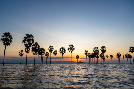 Tall Borassus palms stand in calm waters at sunset on Lake Tempe, creating a peaceful and tropical atmosphere in Sulawesi, Indonesiaの写真素材