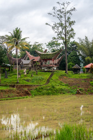 Cluster of traditional Tongkonan houses in a Toraja village, nestled among rice fields and lush...