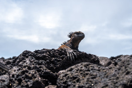 A marine iguana rests on volcanic rocks at Tortuga Bay beach, Santa Cruz Island, showcasing the unique wildlife of the Galapagos Islands, Ecuadorの写真素材