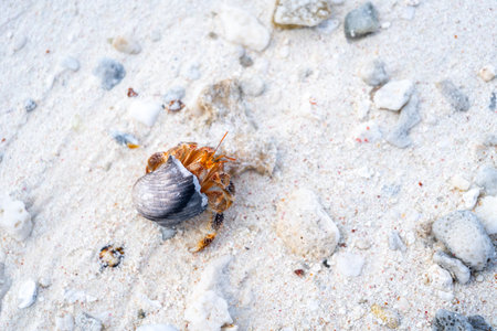 A hermit crab crawls on a white sand beach in Maupiti, French Polynesia, carrying a black seashell among scattered coral fragments and small rocksの写真素材