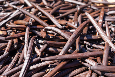 Fresh vanilla pods from Tahiti dry under the sun on Tahaa Island, showcasing the natural process of this essential tropical productの写真素材