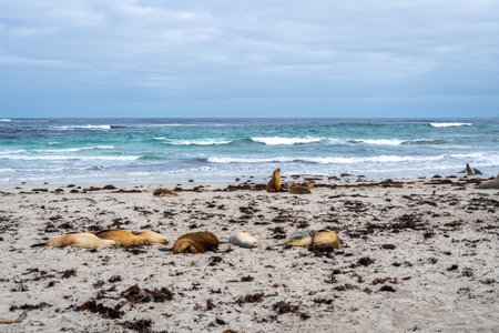 Several sea lions rest on the sandy shore of Seal Bay Conservation Park, Kangaroo Island, Australia. The ocean waves crash behind them along the rugged coastlineの写真素材