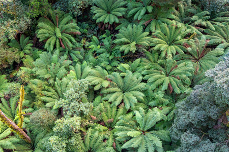 Vibrant ferns cover the forest floor in Great Otway National Park, Victoria, Australia. The aerial...