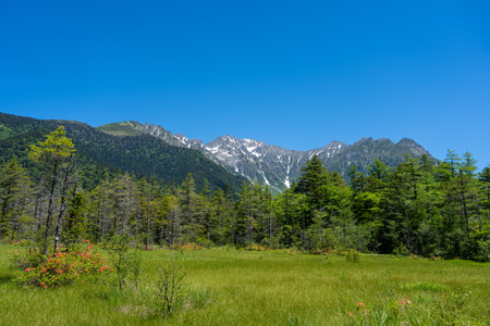 Mount Hotaka rises above vibrant alpine meadows and dense forest under a clear blue sky along the peaceful Kamikochi hiking trail in Japanの写真素材