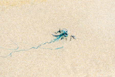 A translucent jellyfish lies stranded on the soft sand of Isabela Island, its tendrils trailing...