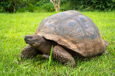A Galapagos giant tortoise moves slowly across the lush green grass of Santa Cruz Island, Ecuador