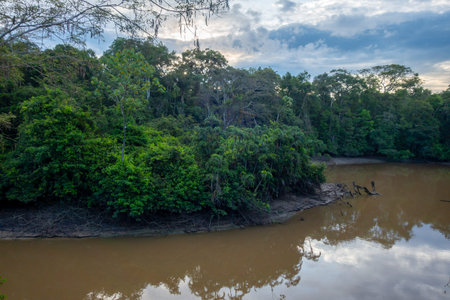 A serene view of the Cuyabeno river, surrounded by lush greenery and reflecting the peaceful...
