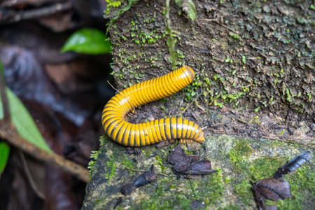 A vibrant yellow and black millipede crawls over mossy rocks in the tropical forest near Tentena,...