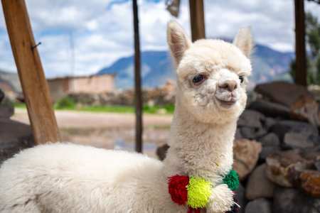 A cute young white alpaca adorned with colorful pom-poms in the Peruvian highlands, surrounded by a...