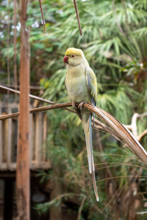 A rose-ringed parakeet with pale green and yellow feathers sits on a branch. Its red beak contrasts...